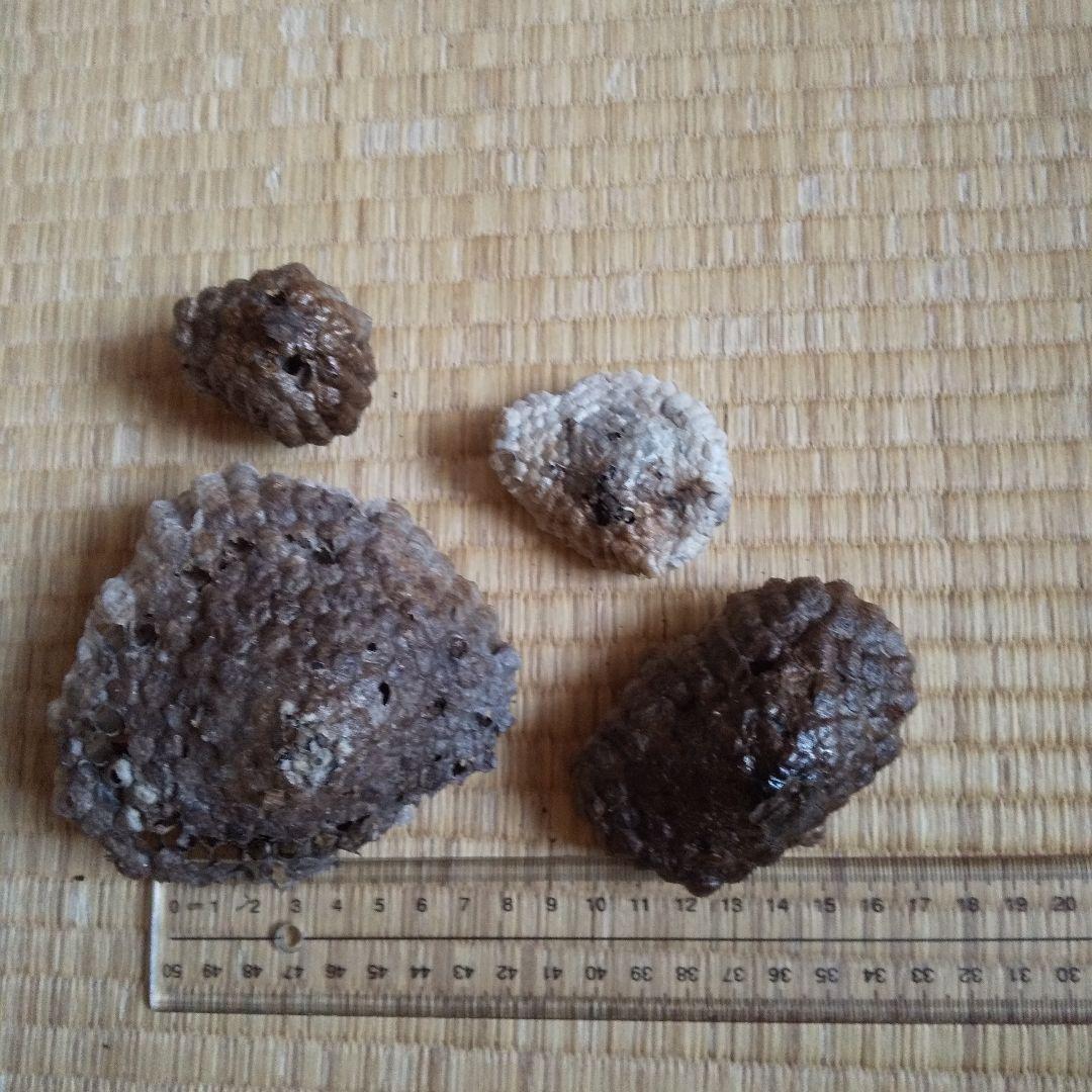 ４つセット　アシナガバチの巣　蜂の巣　ハチのす　２０２２年産　インテリア等に。