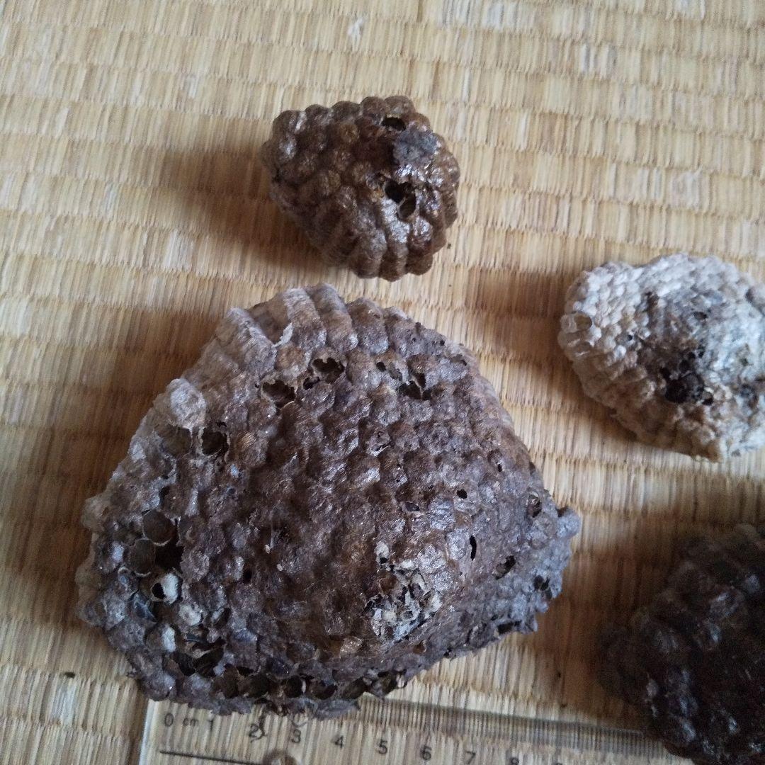 ４つセット　アシナガバチの巣　蜂の巣　ハチのす　２０２２年産　インテリア等に。