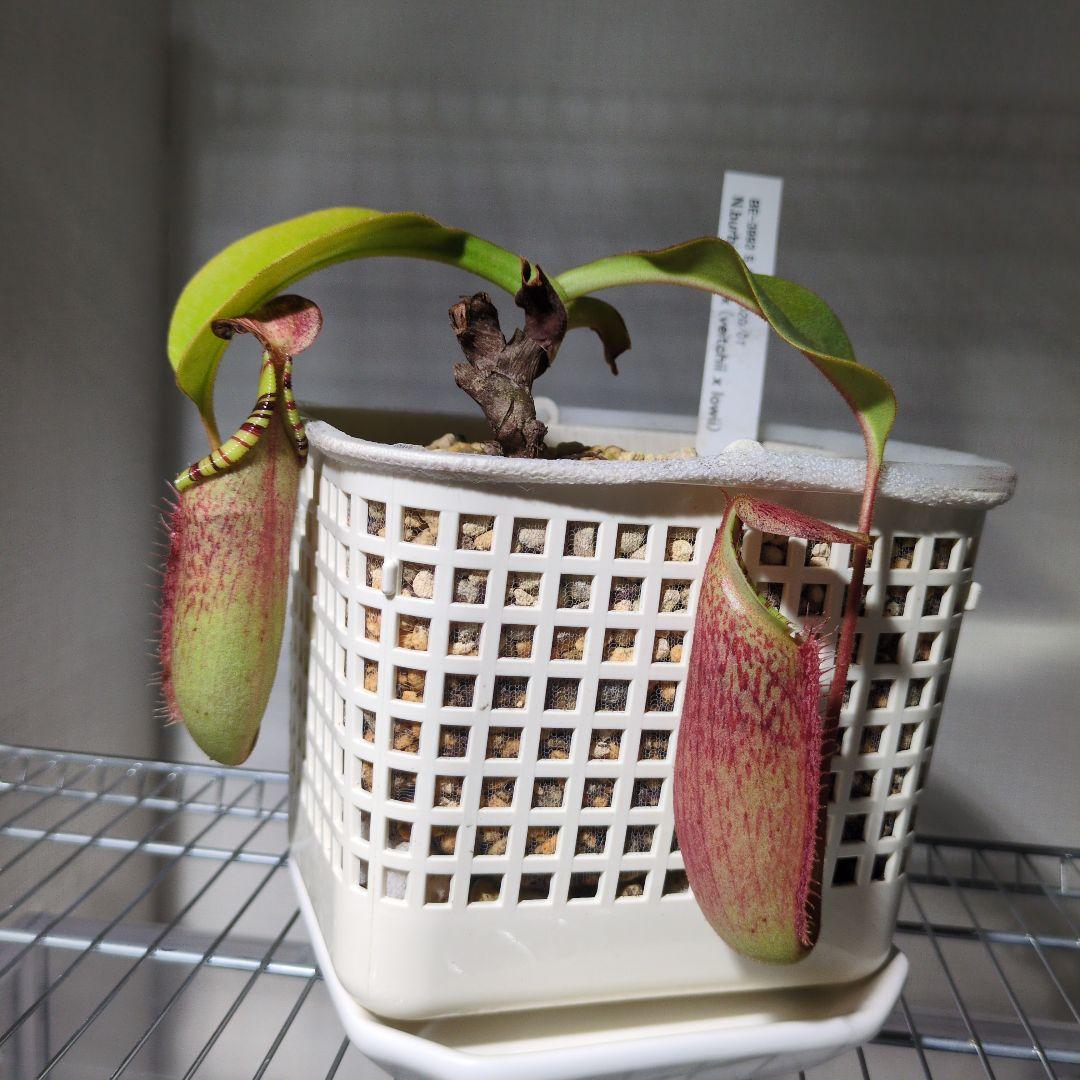 ウツボカズラ　N.交配種　ネペンテス　食虫植物