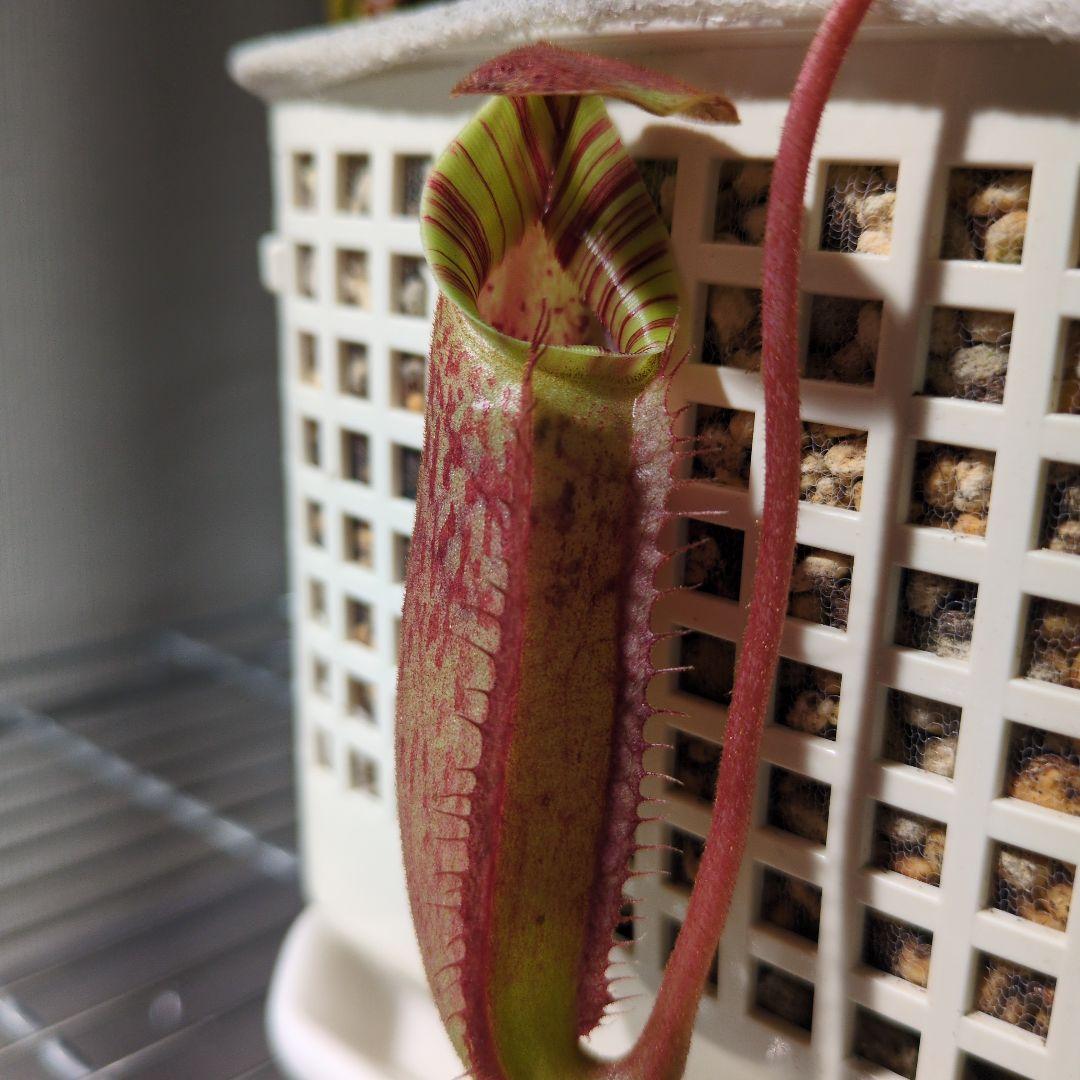 ウツボカズラ　N.交配種　ネペンテス　食虫植物