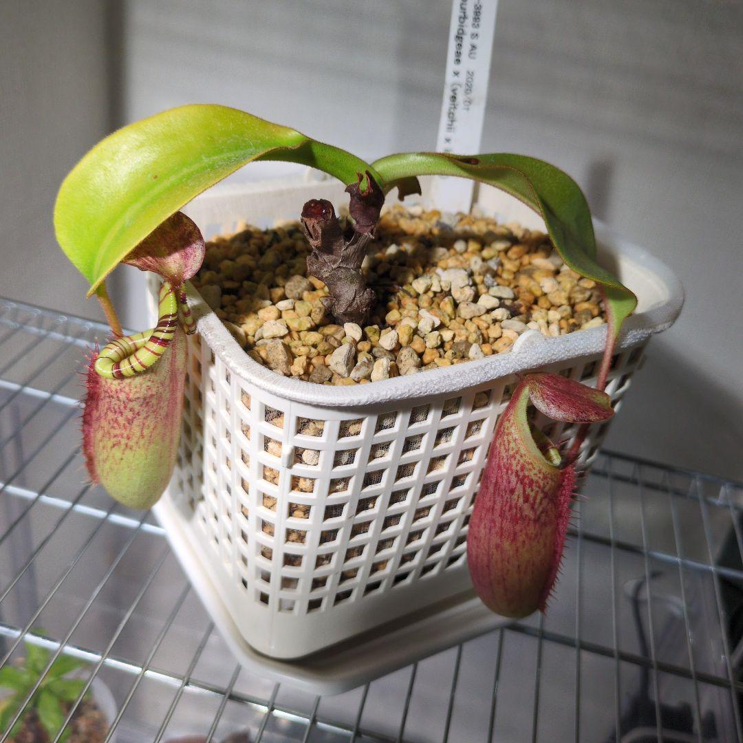ウツボカズラ　N.交配種　ネペンテス　食虫植物