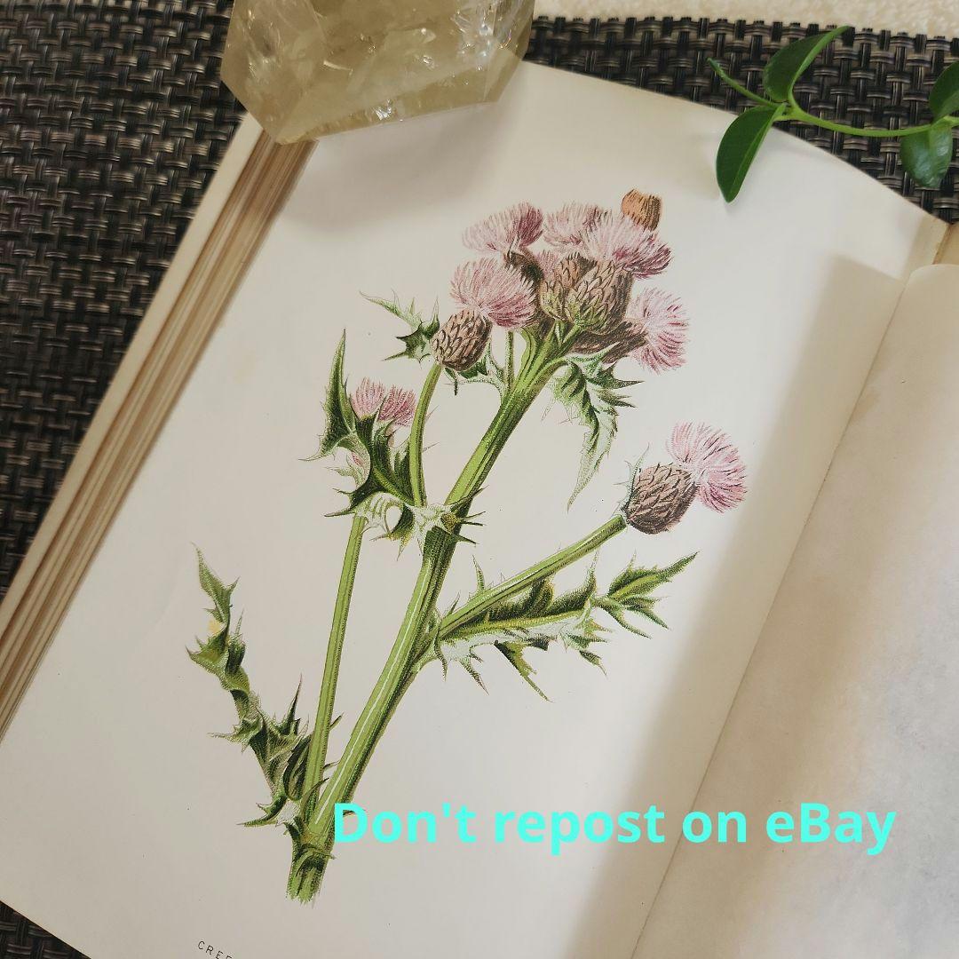 植物図鑑　洋書　古書　ボタニカルアート　アンティーク　リトグラフ　25
