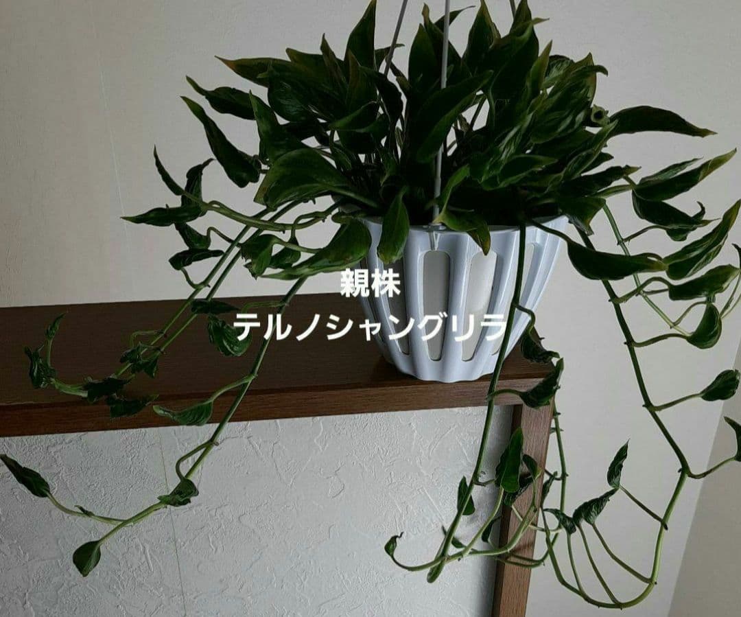 ゆきだるま　ポトスリクエスト