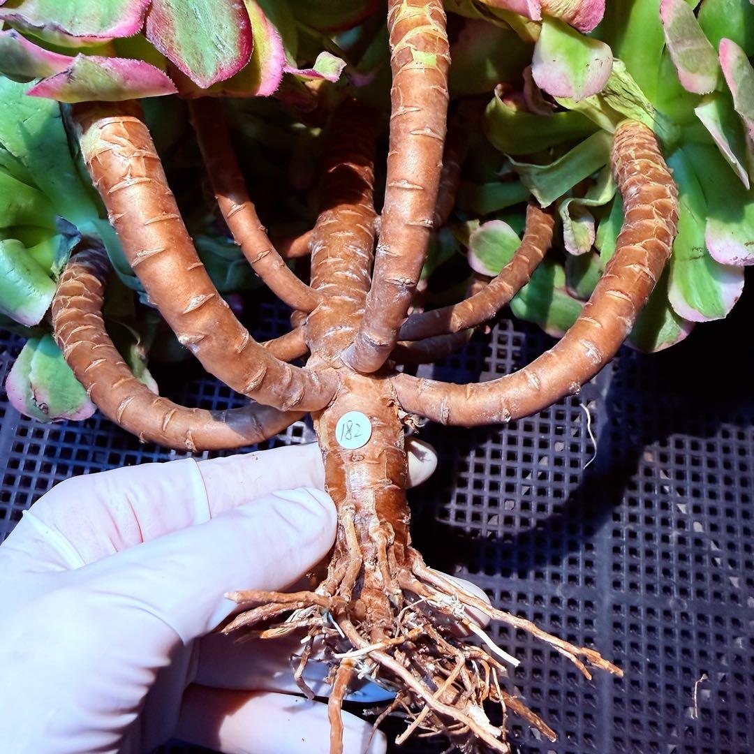 新入荷　超レア新品種　アエオニウム　マリンニンフ錦(群生)　法師錦　観葉植物