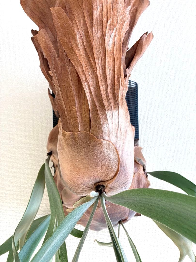 P.Willnckii java 大株