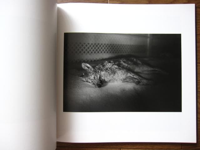 SOME SAY ICE　Alessandra Sanguinetti