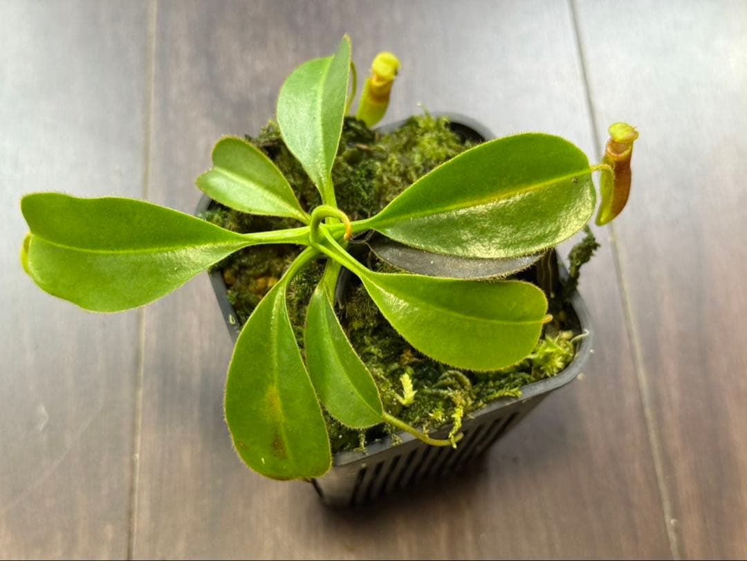 食虫植物N. xkinabaluensis x xharryana #NNN