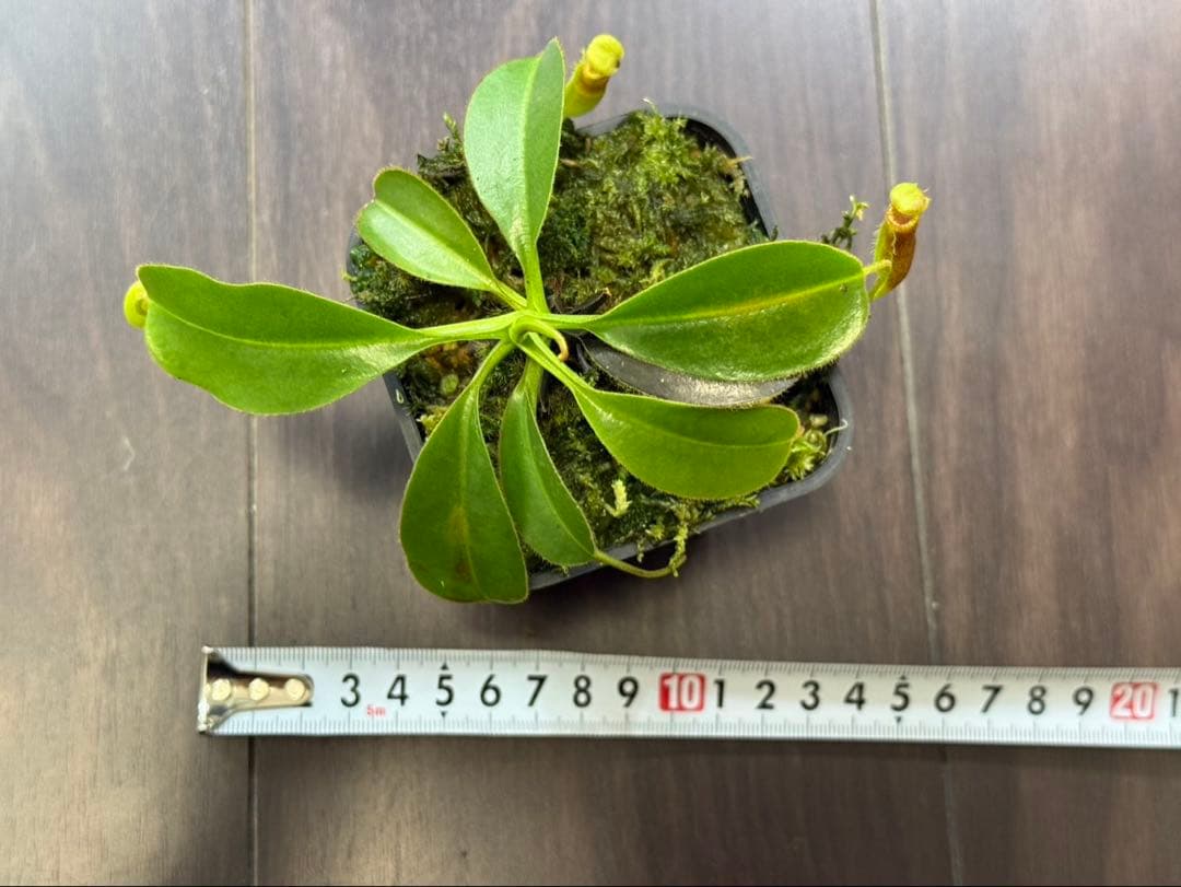 食虫植物N. xkinabaluensis x xharryana #NNN