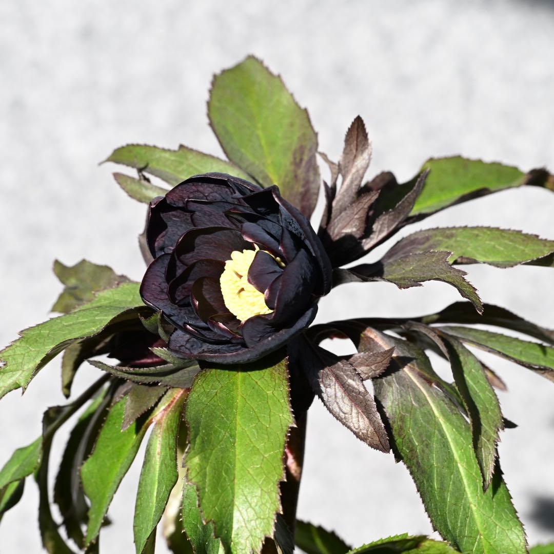 クリスマスローズ グロス交配 ブラックダブル 開花株