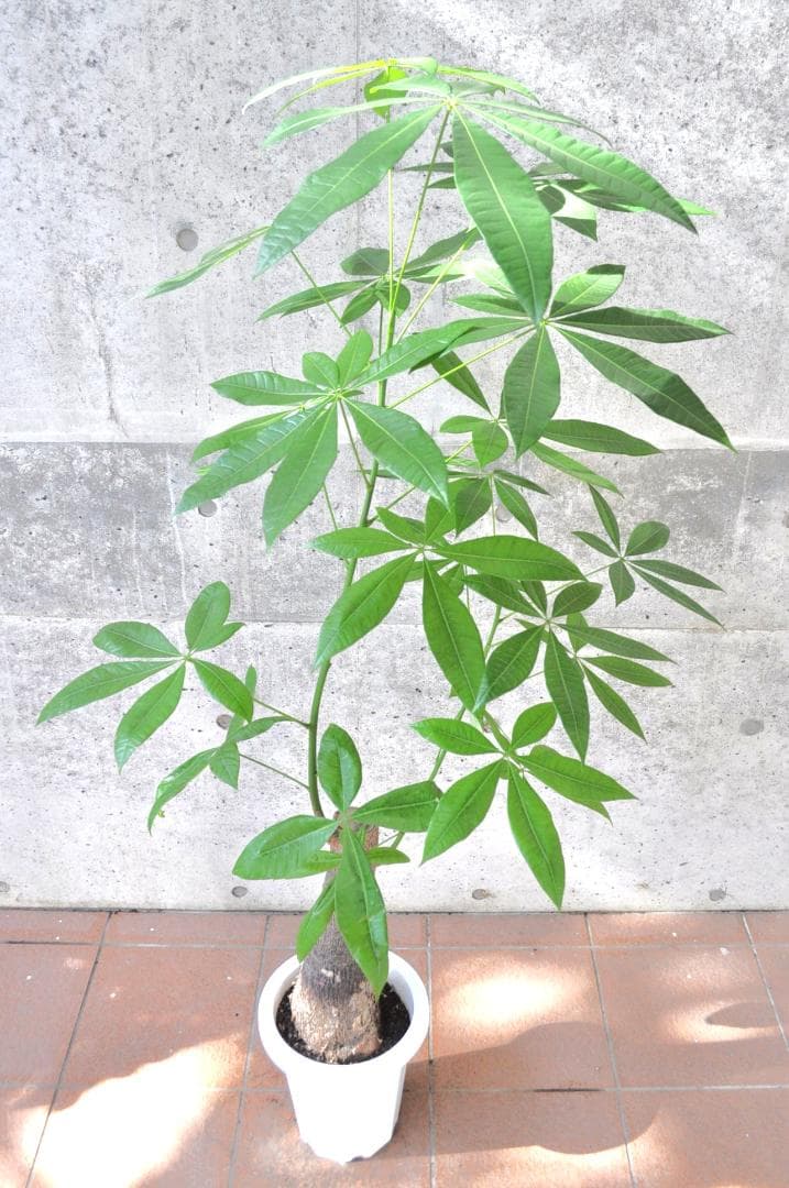 パキラ 朴 8号 150cm