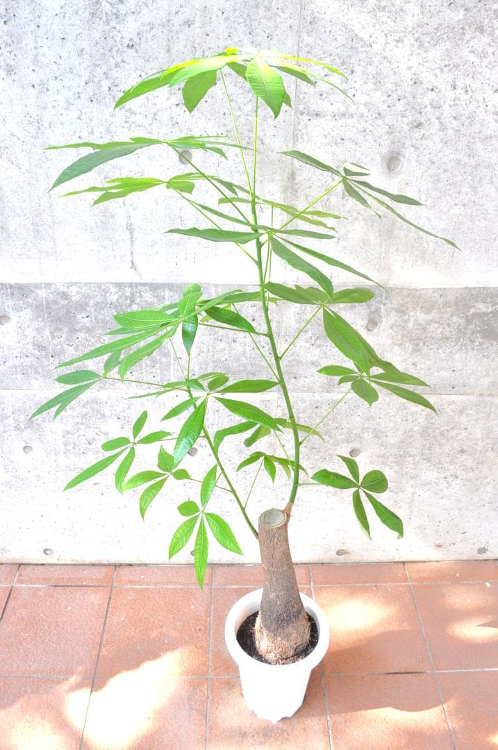 パキラ 朴 8号 150cm