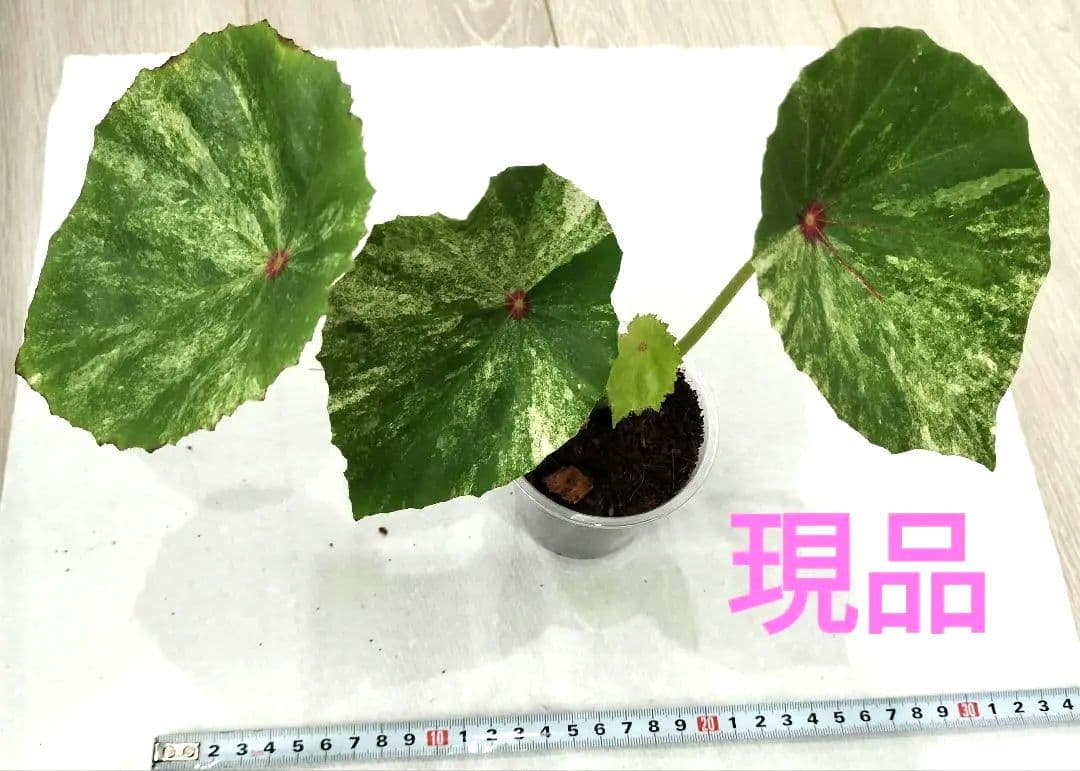 ベゴニア　ルージュ　バリエガータ