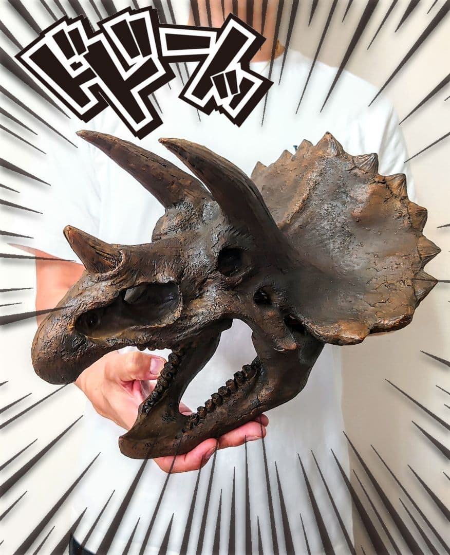【DINOWORLD】トリケラトプス 頭骨レプリカ 化石 ティラノサウルス