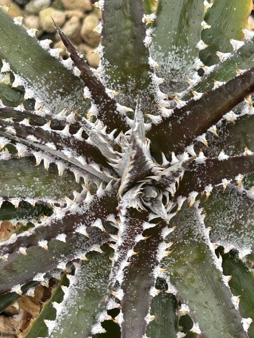DBディッキア Dyckia Bill Baker hybrid #225 ⑶