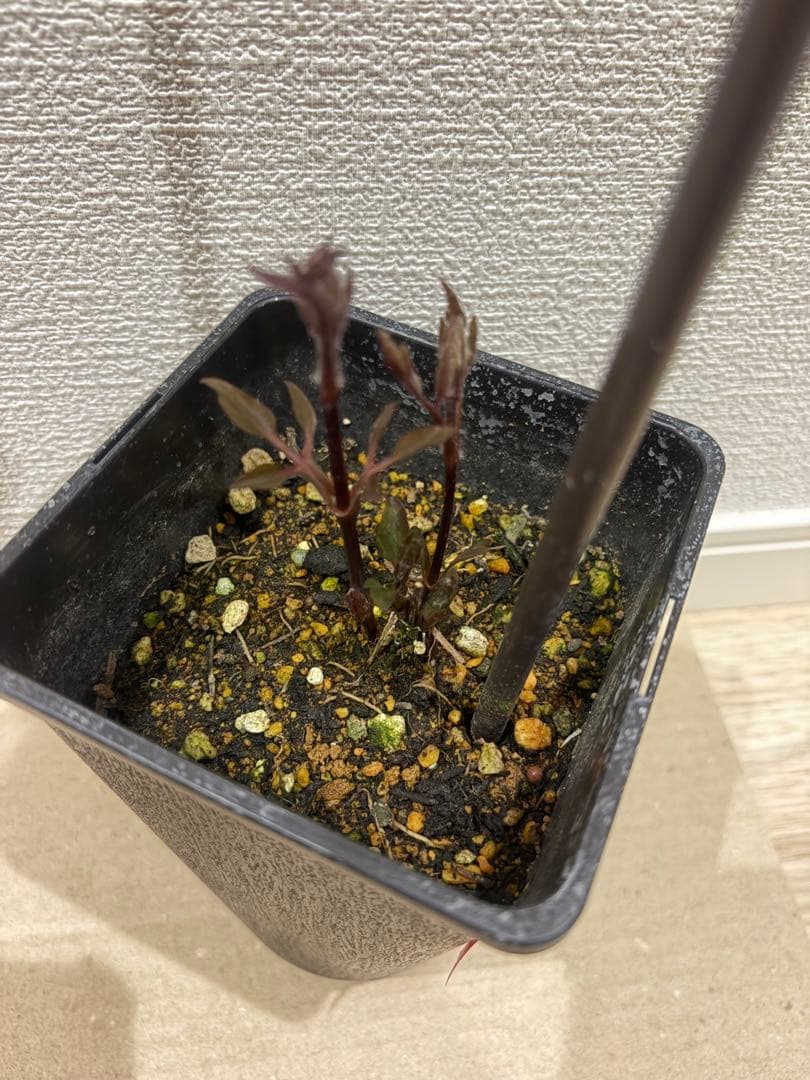 人気品種 クレマチス あわい