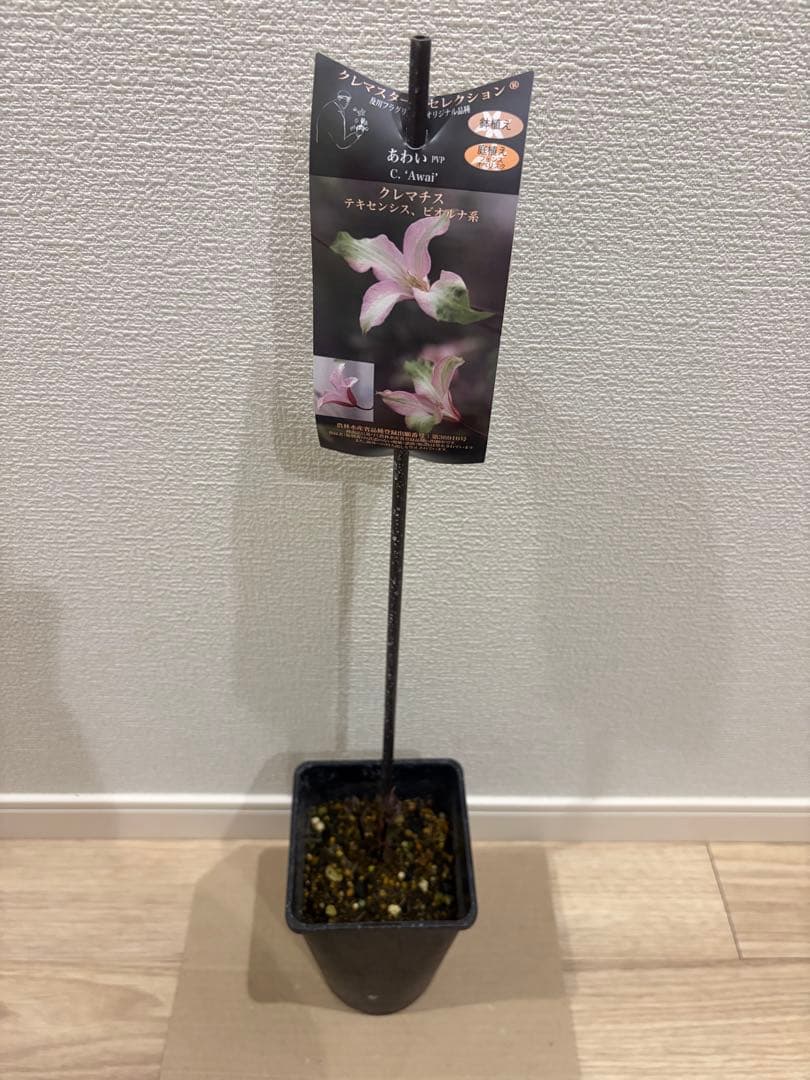 人気品種 クレマチス あわい