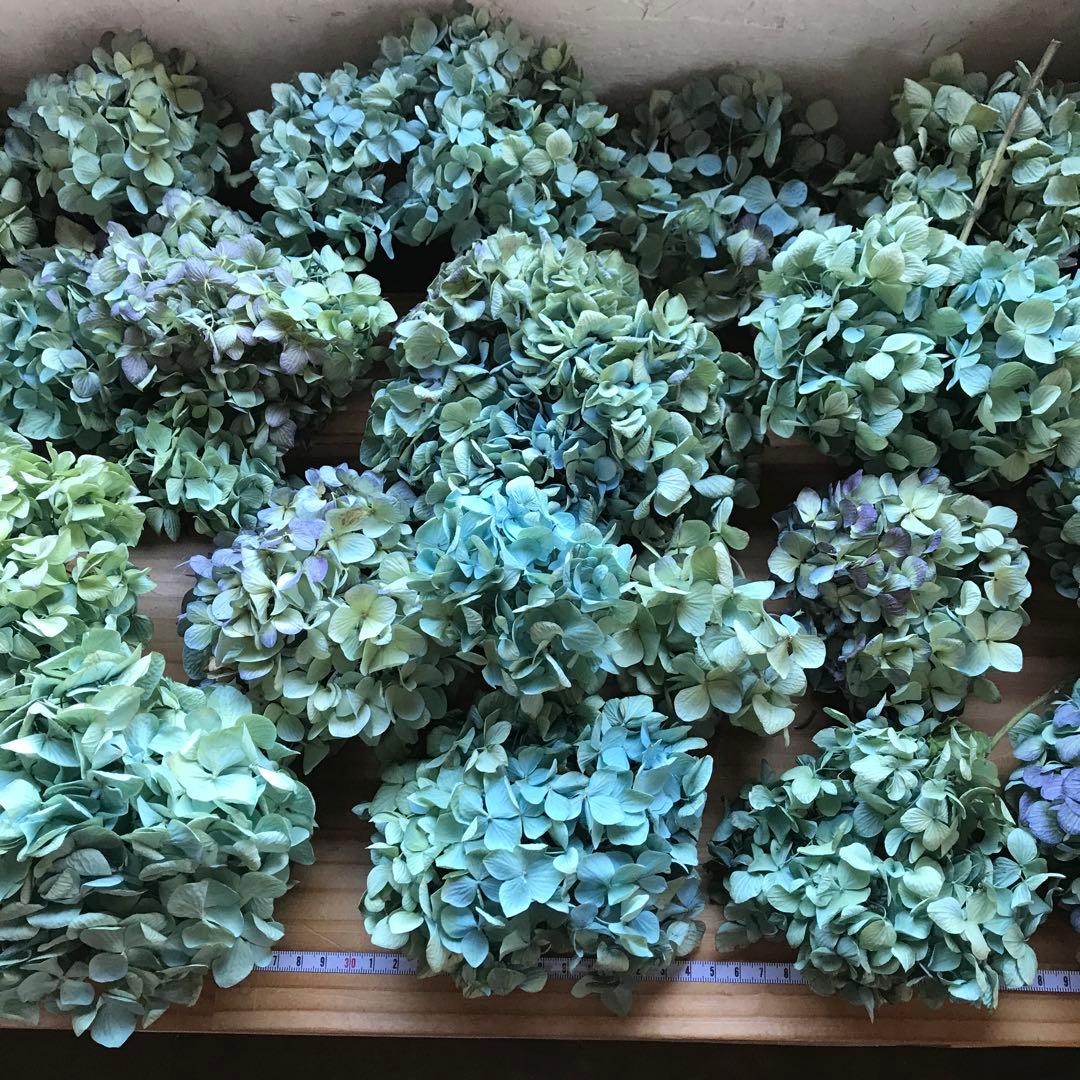 紫陽花ドライフラワー 平置き 80×45 E6 北海道産