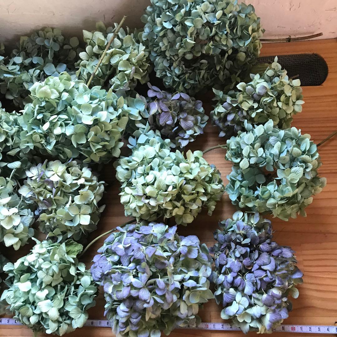 紫陽花ドライフラワー 平置き 80×45 E6 北海道産
