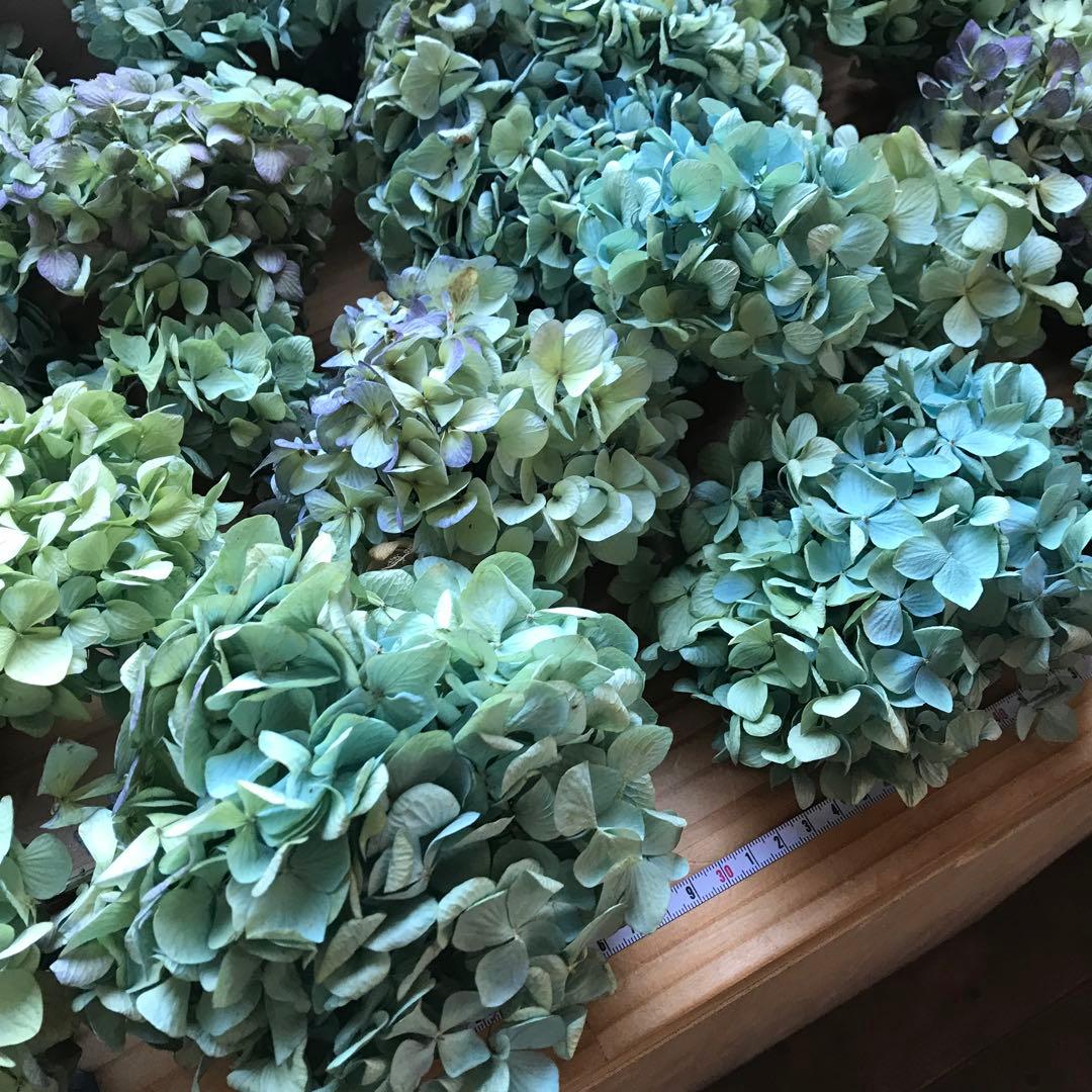 紫陽花ドライフラワー 平置き 80×45 E6 北海道産
