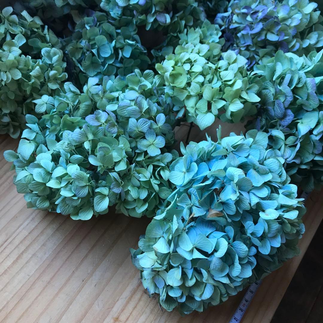 紫陽花ドライフラワー 平置き 80×45 E6 北海道産