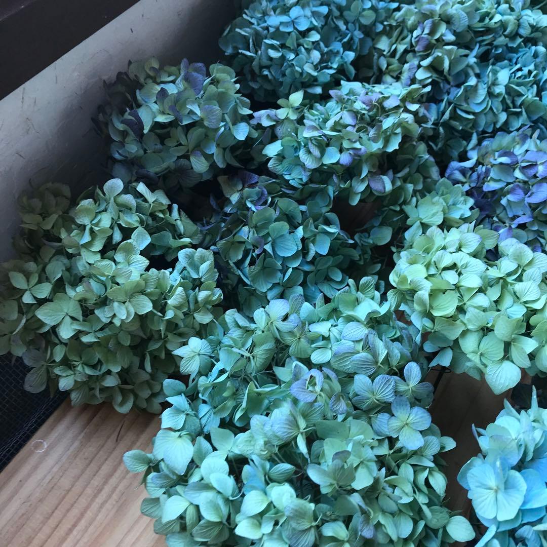 紫陽花ドライフラワー 平置き 80×45 E6 北海道産