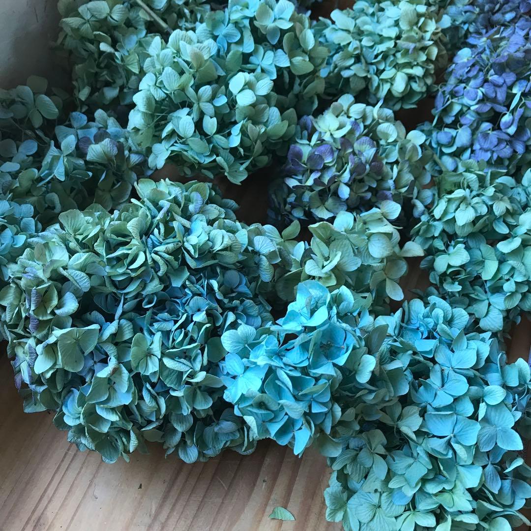 紫陽花ドライフラワー 平置き 80×45 E6 北海道産