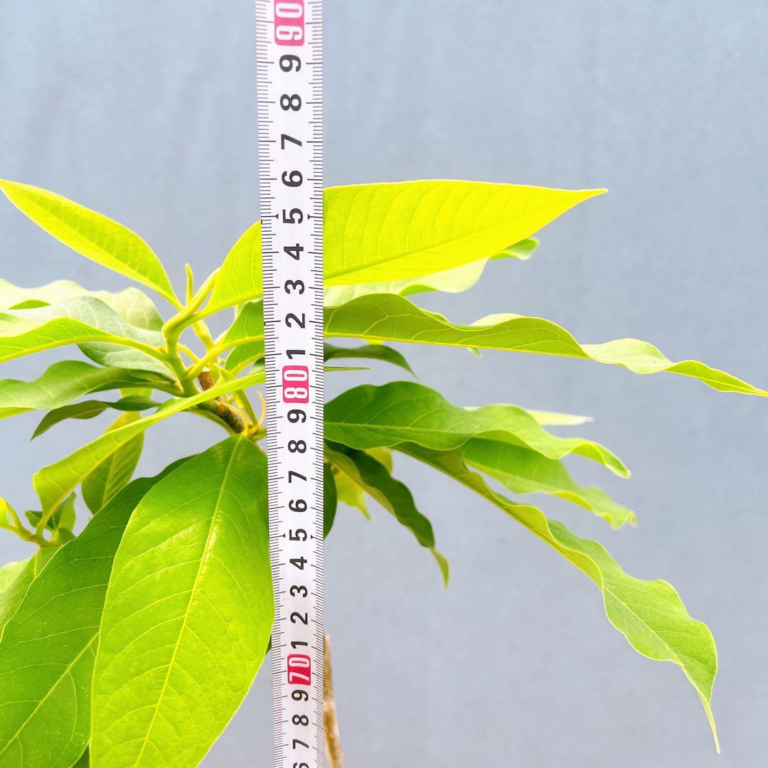 現品　キンコウボク　金厚朴　希少　21番　観葉植物　植木　インテリア　植木