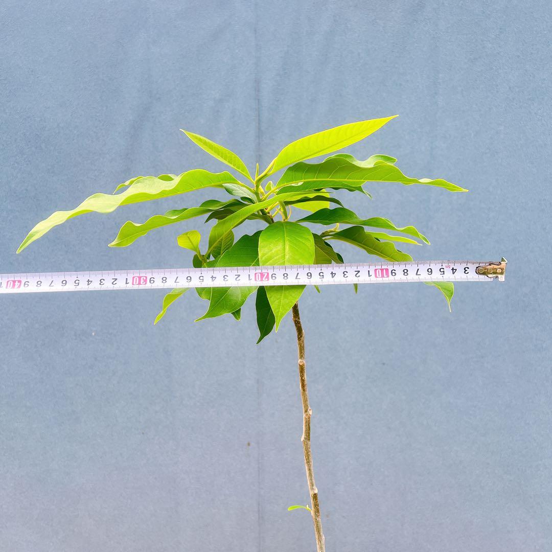 現品　キンコウボク　金厚朴　希少　21番　観葉植物　植木　インテリア　植木