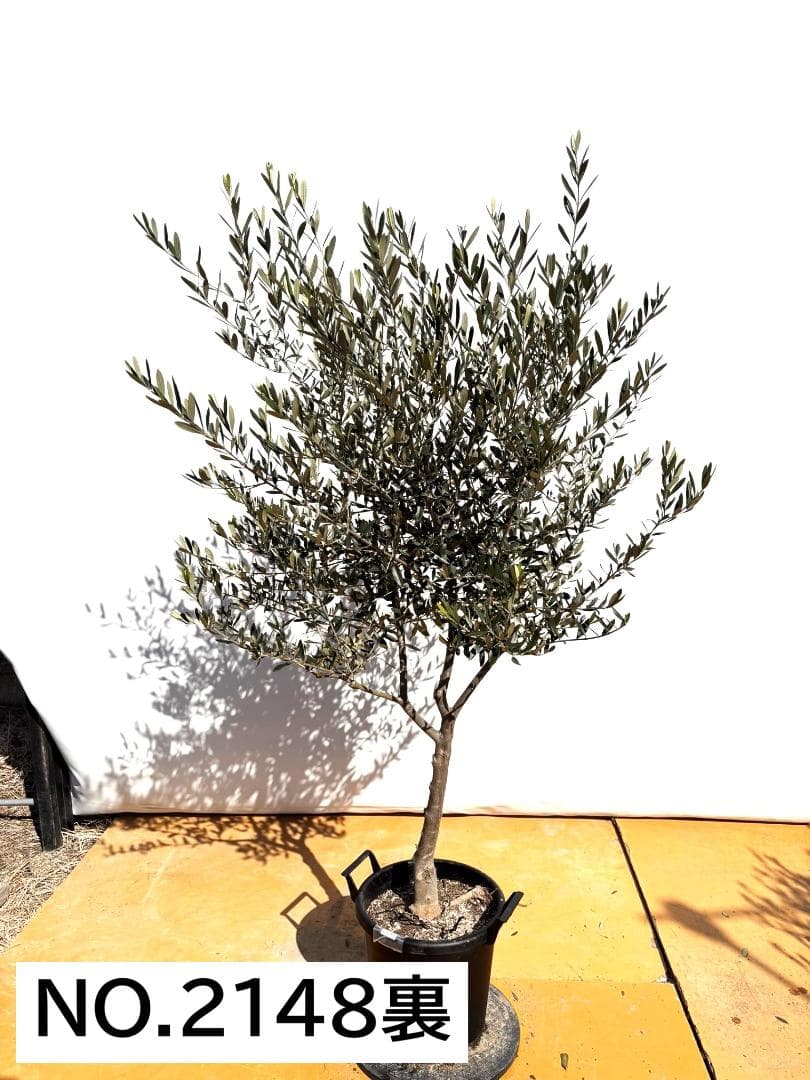 オリーブの木　タジャスカ　大型商品　約190cm　NO.2148　現品掲載