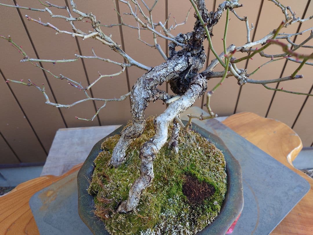 盆栽　野バラ　樹高42cm