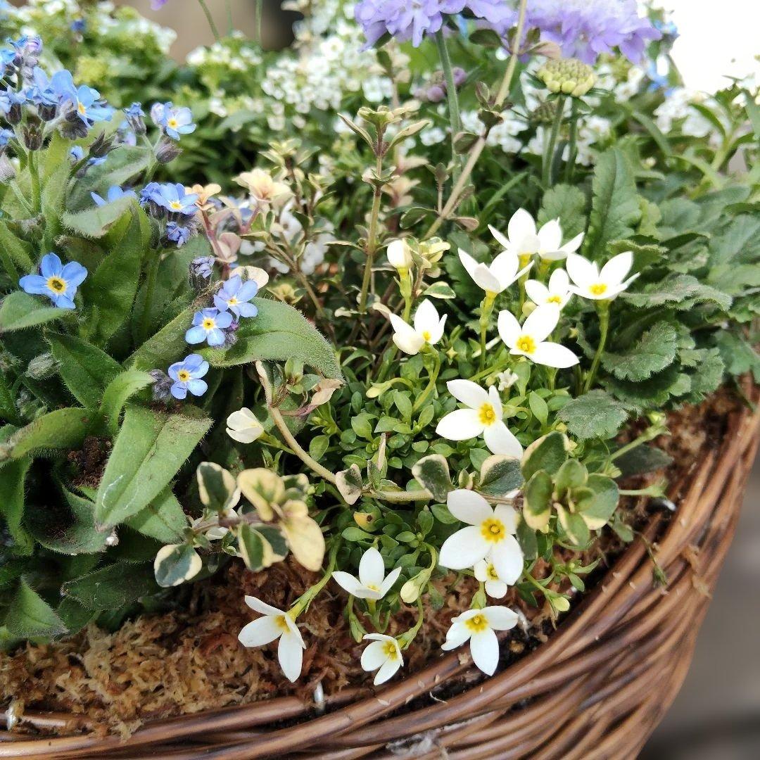 花　寄せ植え　リース　バスケット