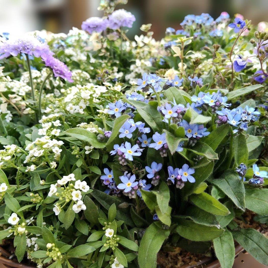 花　寄せ植え　リース　バスケット
