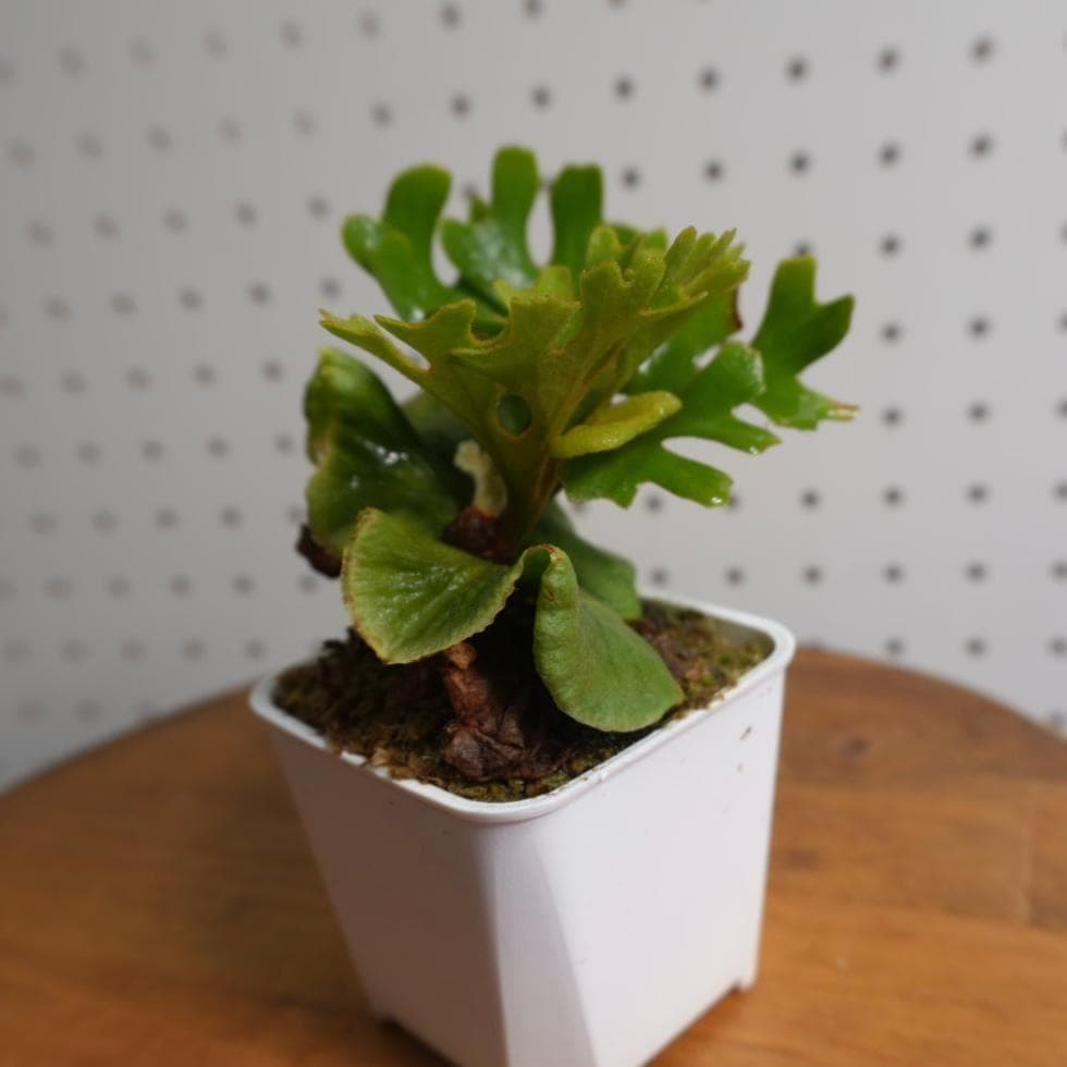 P.Ridleyi dwarf silver リドレイドワーフシルバー　20