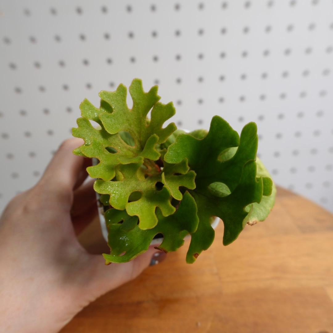 P.Ridleyi dwarf silver リドレイドワーフシルバー　20
