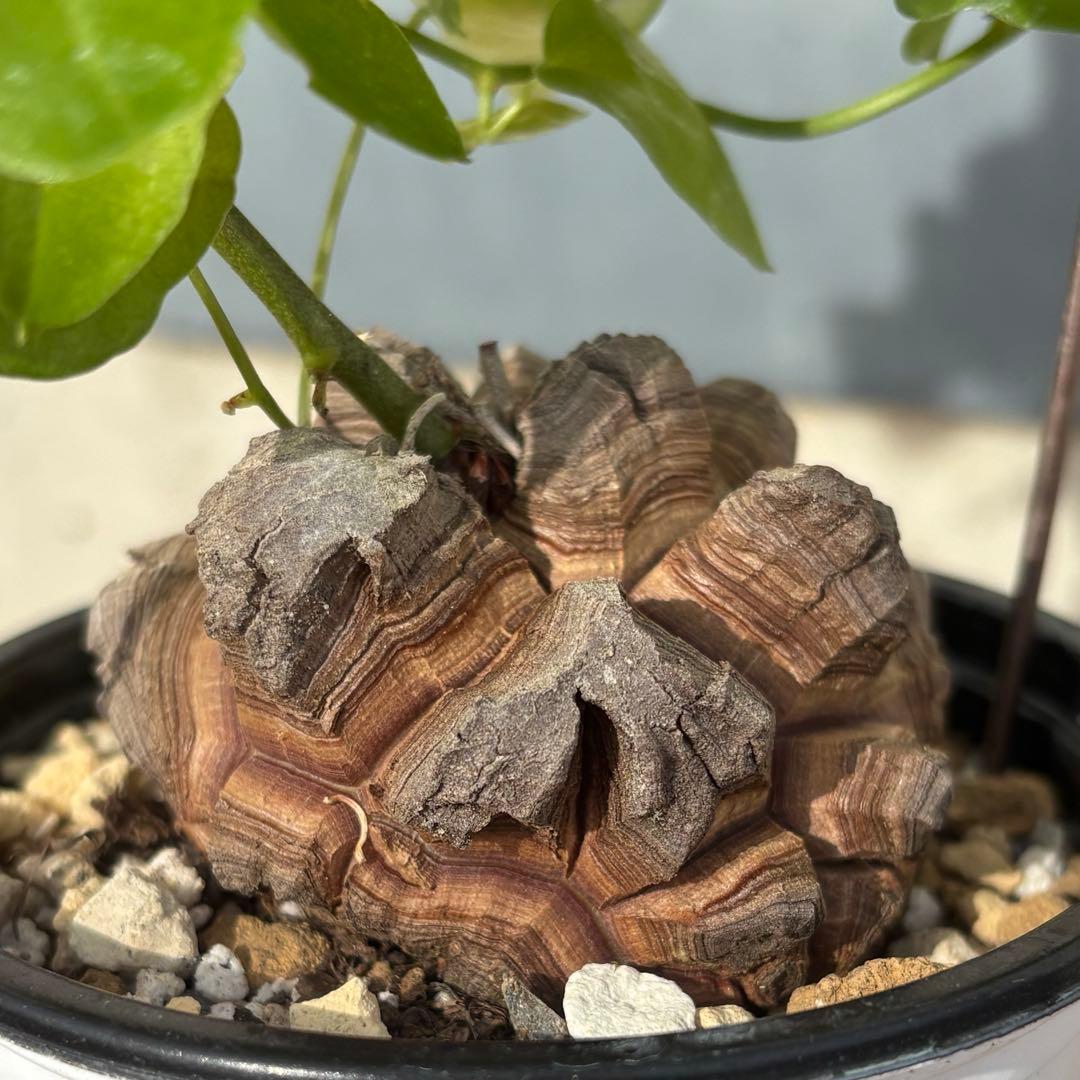 No.703 Dioscorea elephantipes アフリカ亀甲竜　実生