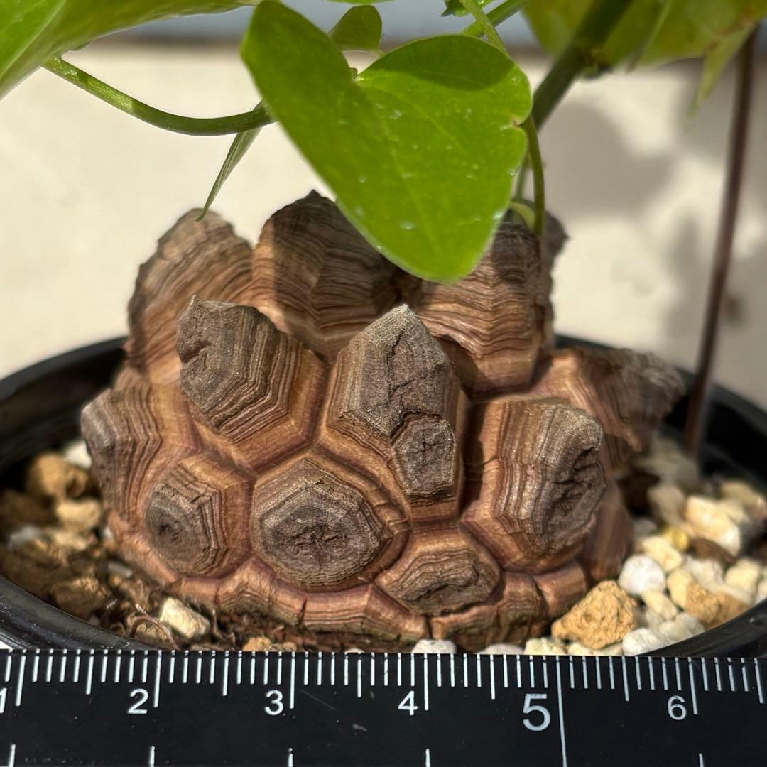No.703 Dioscorea elephantipes アフリカ亀甲竜　実生