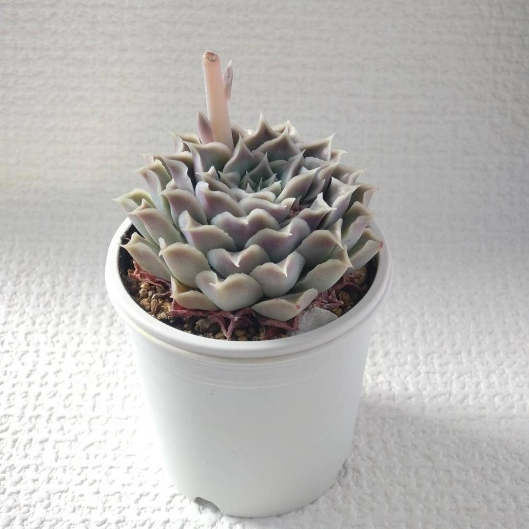 実生苗　多肉植物　エケベリア　エレガンスラパス elegans La Paz　⑫