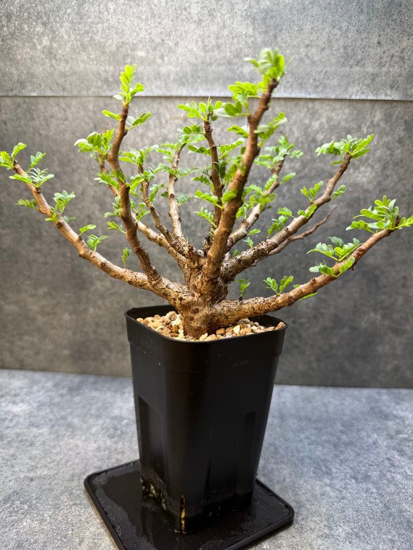 センナ メリディオナリス 海外実生 発根済み 506