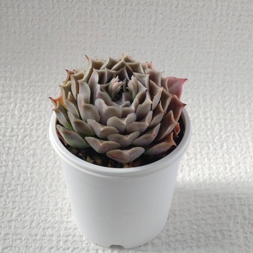 実生苗　多肉植物　エケベリア　③