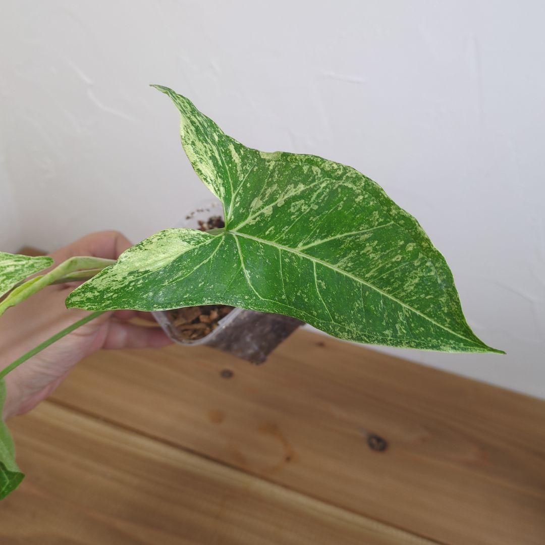 その他観葉植物 1 Syngonium Batik variegated