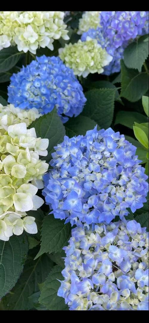紫陽花特大10号鉢　開花中　希少紫陽花桜のころ小苗オマケ付き