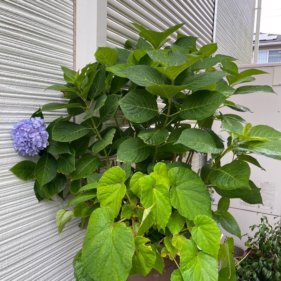 紫陽花特大10号鉢　開花中　希少紫陽花桜のころ小苗オマケ付き