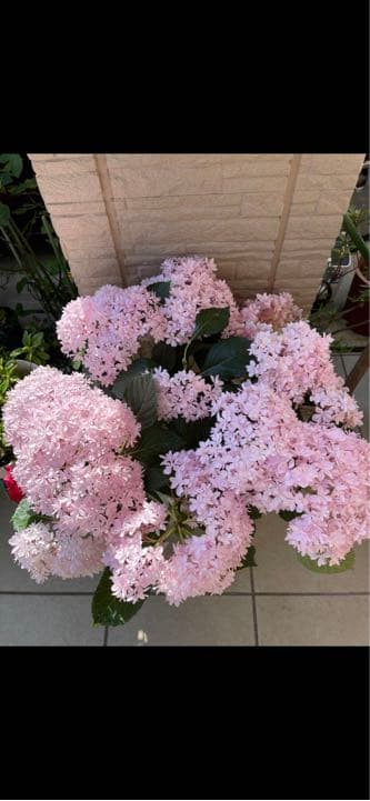 紫陽花特大10号鉢　開花中　希少紫陽花桜のころ小苗オマケ付き