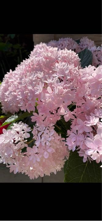 紫陽花特大10号鉢　開花中　希少紫陽花桜のころ小苗オマケ付き