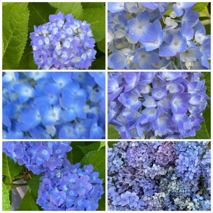 紫陽花特大10号鉢　開花中　希少紫陽花桜のころ小苗オマケ付き