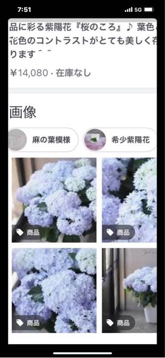 紫陽花特大10号鉢　開花中　希少紫陽花桜のころ小苗オマケ付き