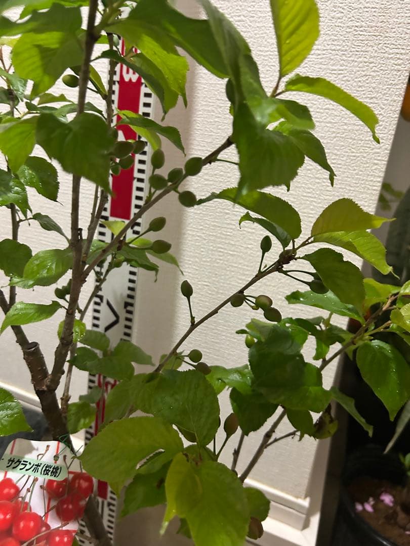 暖地苗木 約70cm 白鉢付き　さくらんぼ実付き