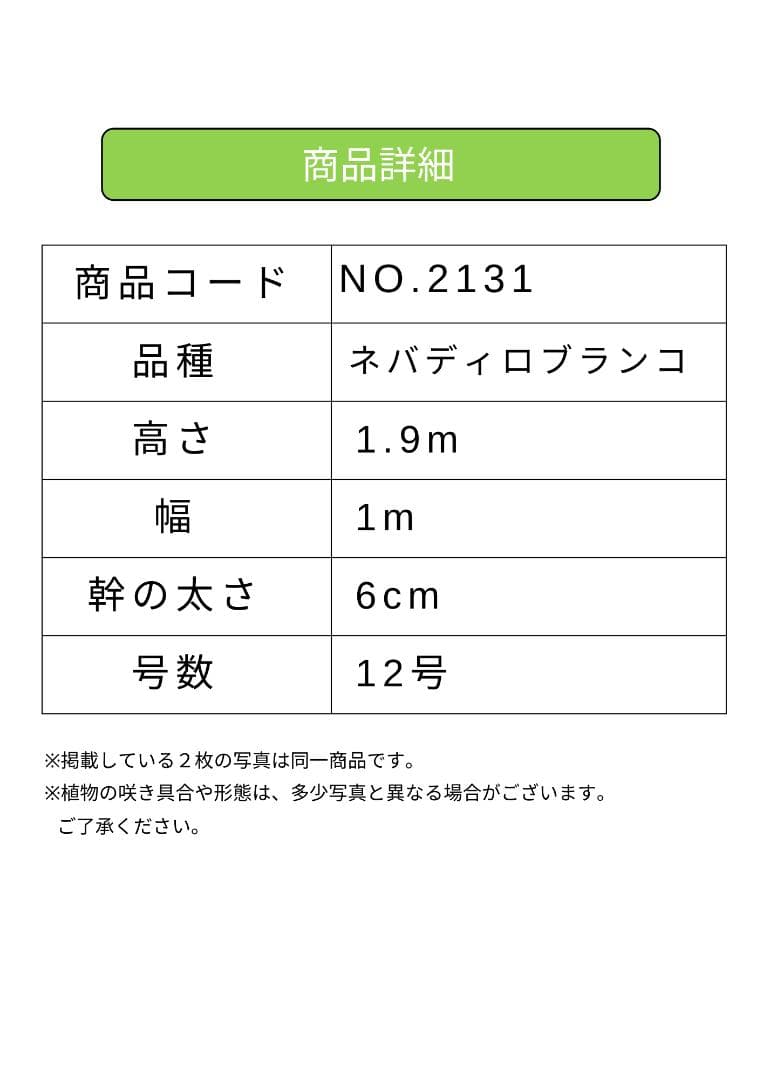 オリーブの木　ネバディロブランコ　大型　約190cm　NO.2131　人気　現品