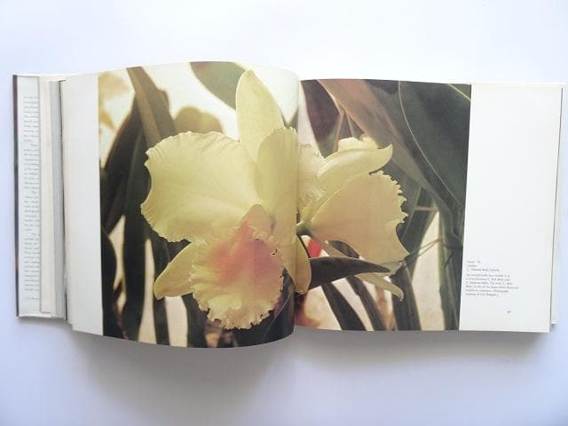 洋書◆蘭の写真集 本 ロマンスと神秘の花 植物 ラン
