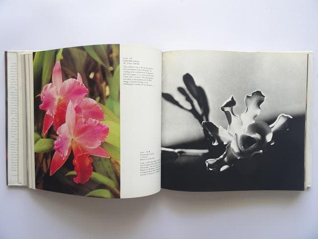洋書◆蘭の写真集 本 ロマンスと神秘の花 植物 ラン